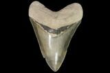 Serrated, Fossil Megalodon Tooth - Georgia #92480-2